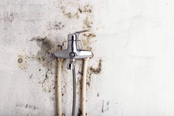 Best Best Mold Removal Companies  in Greene, RI