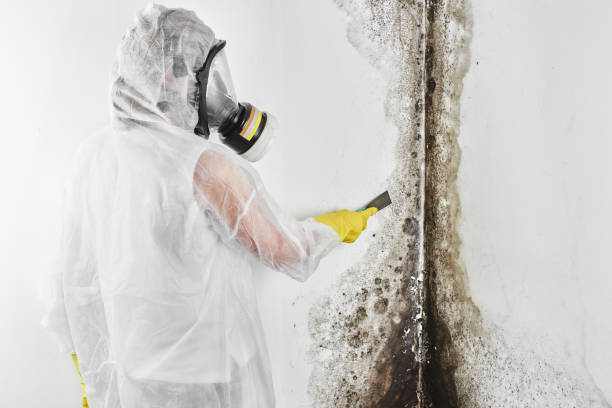 Best Commercial Mold Removal  in Greene, RI