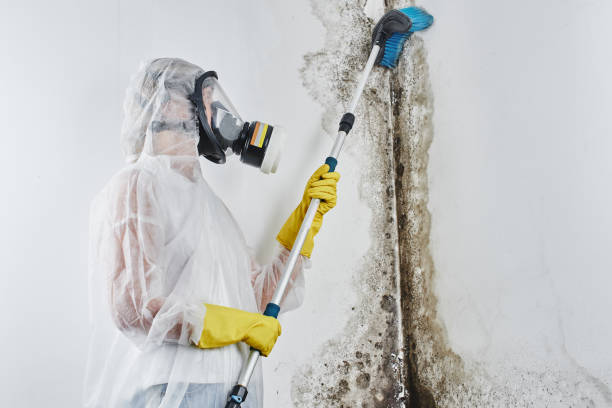 Best Mold Testing and Removal  in Greene, RI
