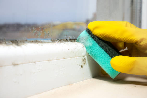 Best Same-Day Mold Removal  in Greene, RI