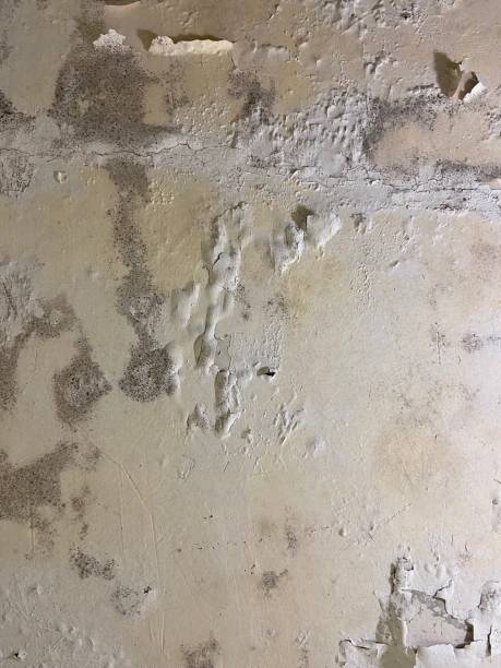 Best Black Mold Removal  in Greene, RI