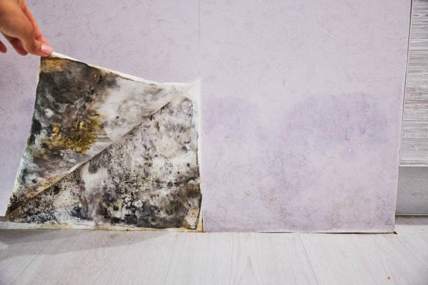 Mold Testing and Removal in Greene, RI